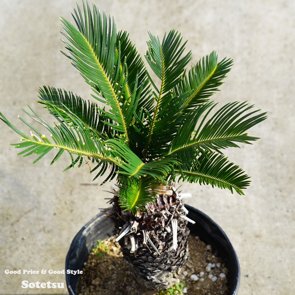 ソテツ 苗 おすすめ 苗木部 By 花ひろばオンライン ソテツ 苗 おすすめ 苗木部 By 花ひろばオンライン