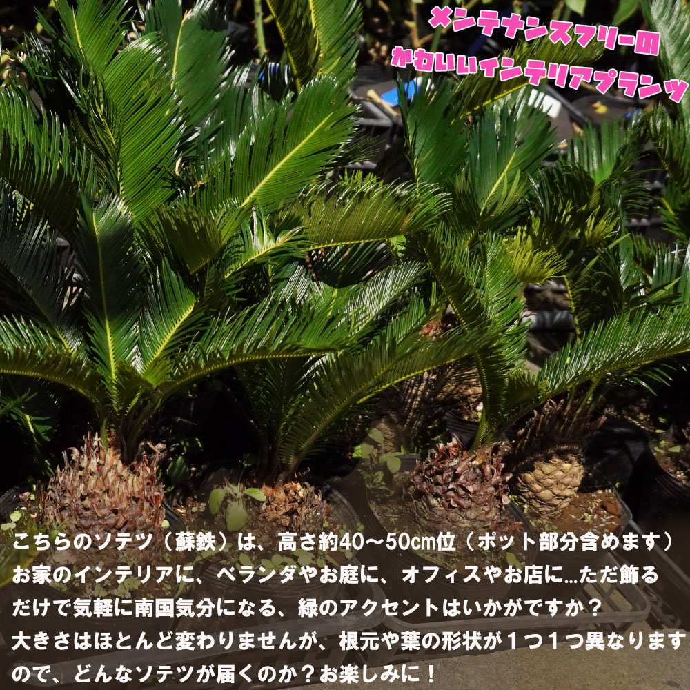 売切）ソテツ（南国庭木）ダブルヘッド 温まれ