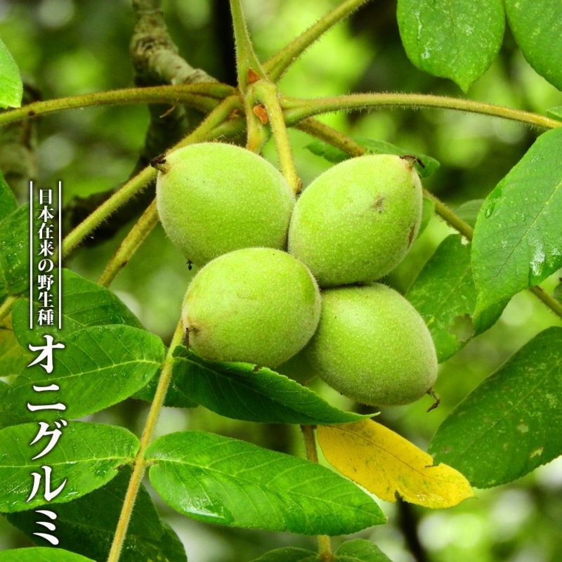 クルミ オニグルミ 苗 通販 苗木部 By 花ひろばオンライン