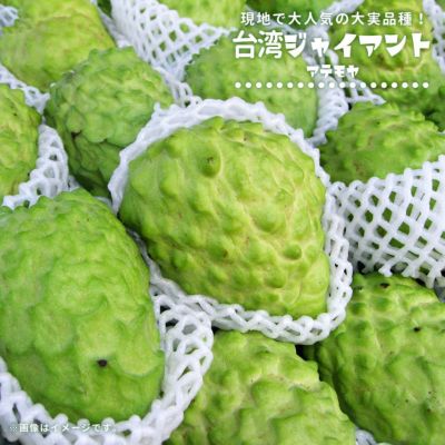 希少 アテモヤ取木苗木(大) 釋迦頭シャカトウ 鳳梨釋迦 森の