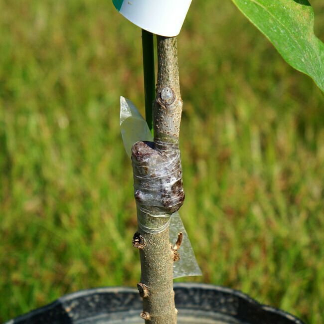 アテモヤ ピンクマンモス 苗 通販 苗木部 By 花ひろばオンライン