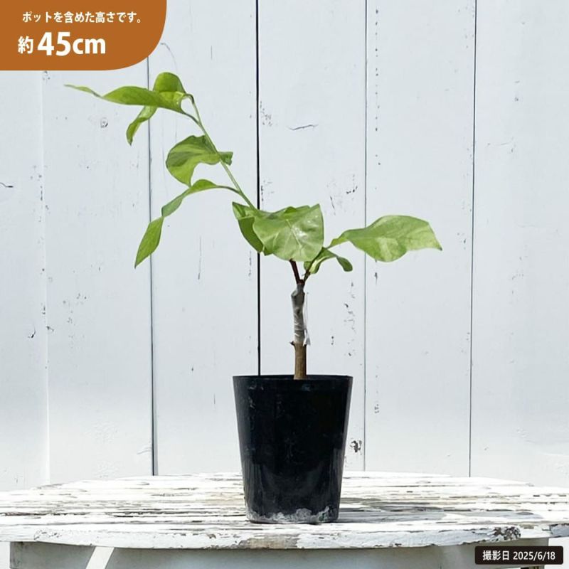 アテモヤ 台湾レッド 苗 販売 苗木部 By 花ひろばオンライン