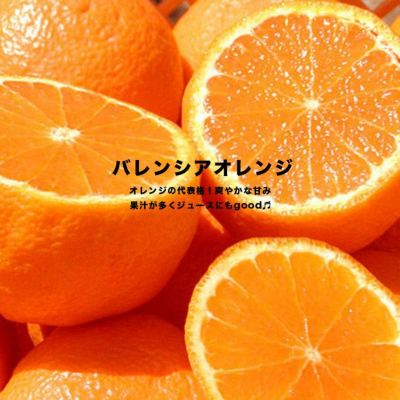 柑橘 オレンジ バレンシアオレンジ 苗 販売 苗木部 By 花ひろば 