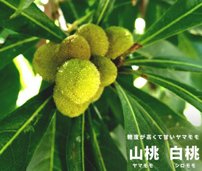 000000034049-01-l.jpg?t=