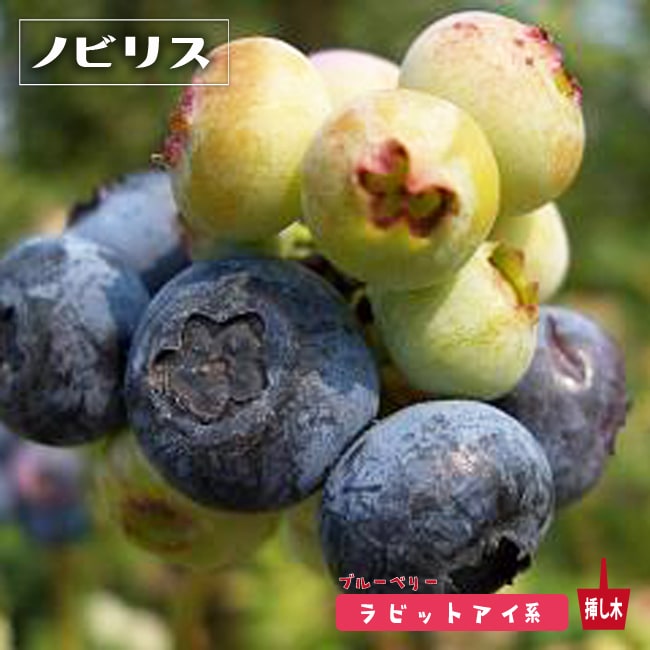 ノビリス ラビットアイ系 ブルーベリー 苗 通販 苗木部 By 花ひろばオンライン