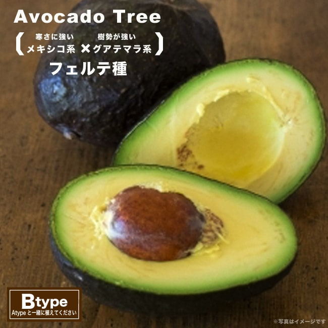 アボカド 穂木 ウインターメキシカン 気に入