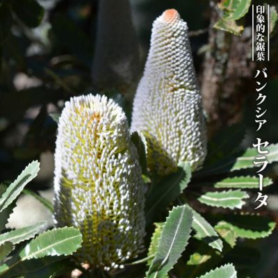 ☆良樹形☆ バンクシア グロッサ 5号