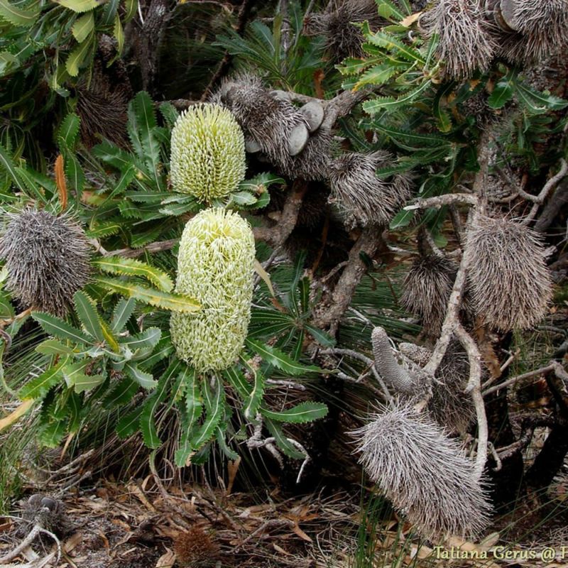 地植えバンクシア 4種類セット