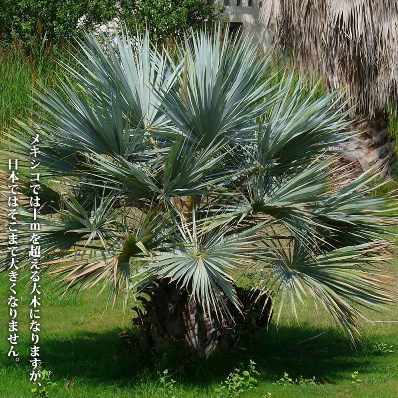 引き取り限定　超特大　ブラヘアアルマータ　白銀葉　観葉植物 扇形の葉 健康的 引き取り限定 超特大 ブラヘアアルマータ 白銀葉 観葉植物 扇形
