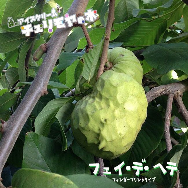 000000034225-01-l.jpg?t=