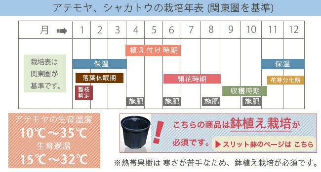 アテモヤ ピンクマンモス 苗 販売 苗木部 By 花ひろばオンライン