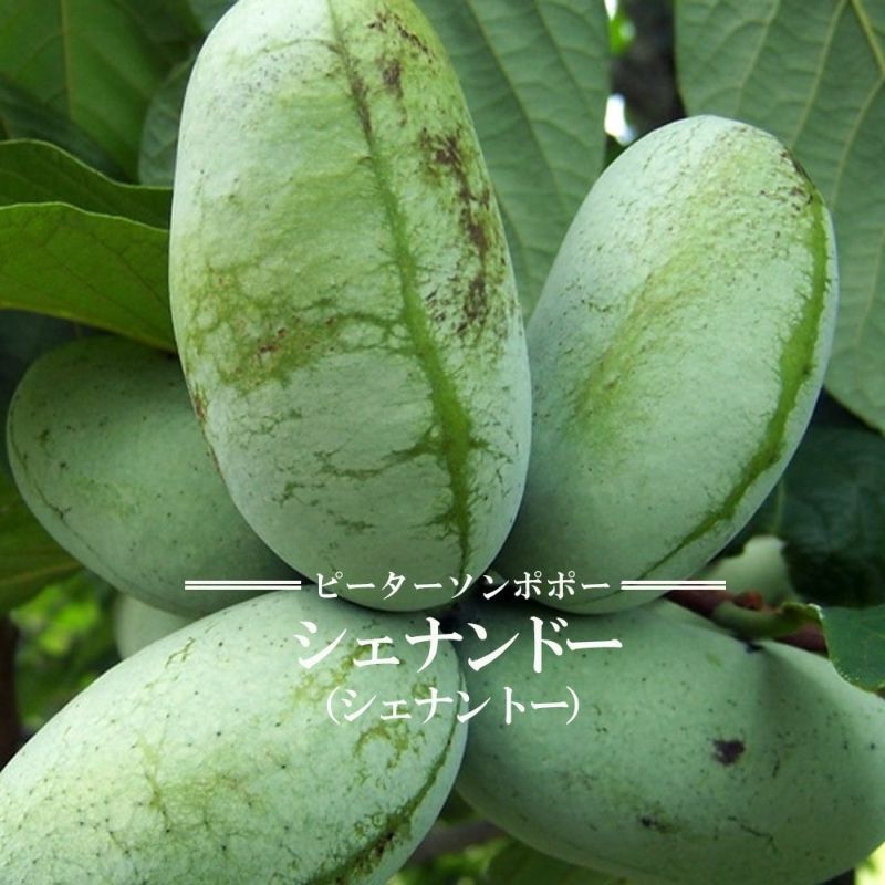 ポポー シェナンドー 接木 6号鉢植え 果樹苗木 果実苗木 果樹苗 果実苗 3 - 植物/観葉植物