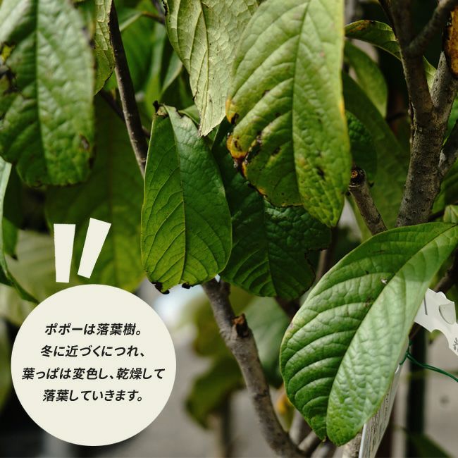 ポポー 実生 苗 通販 苗木部 By 花ひろばオンライン