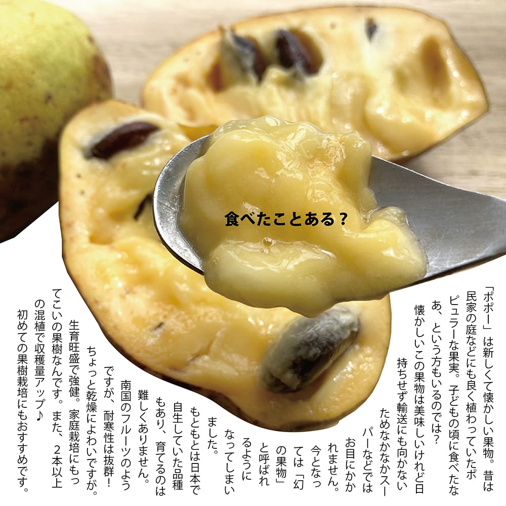P特大04 ポポー大苗木1本 ポポー ぽぽー 苗 幻の果実