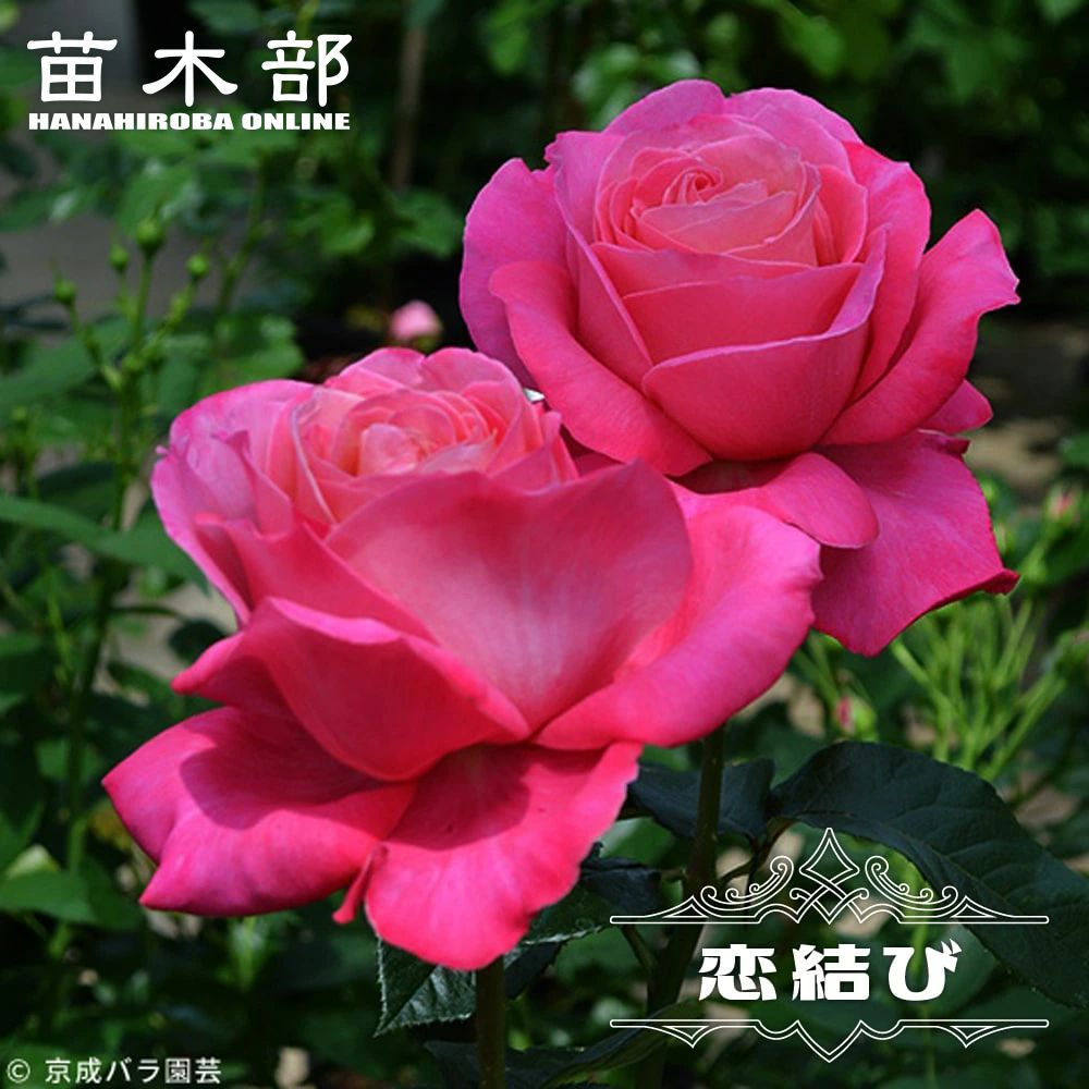 バラ 恋結び 苗 販売 苗木部 By 花ひろばオンライン