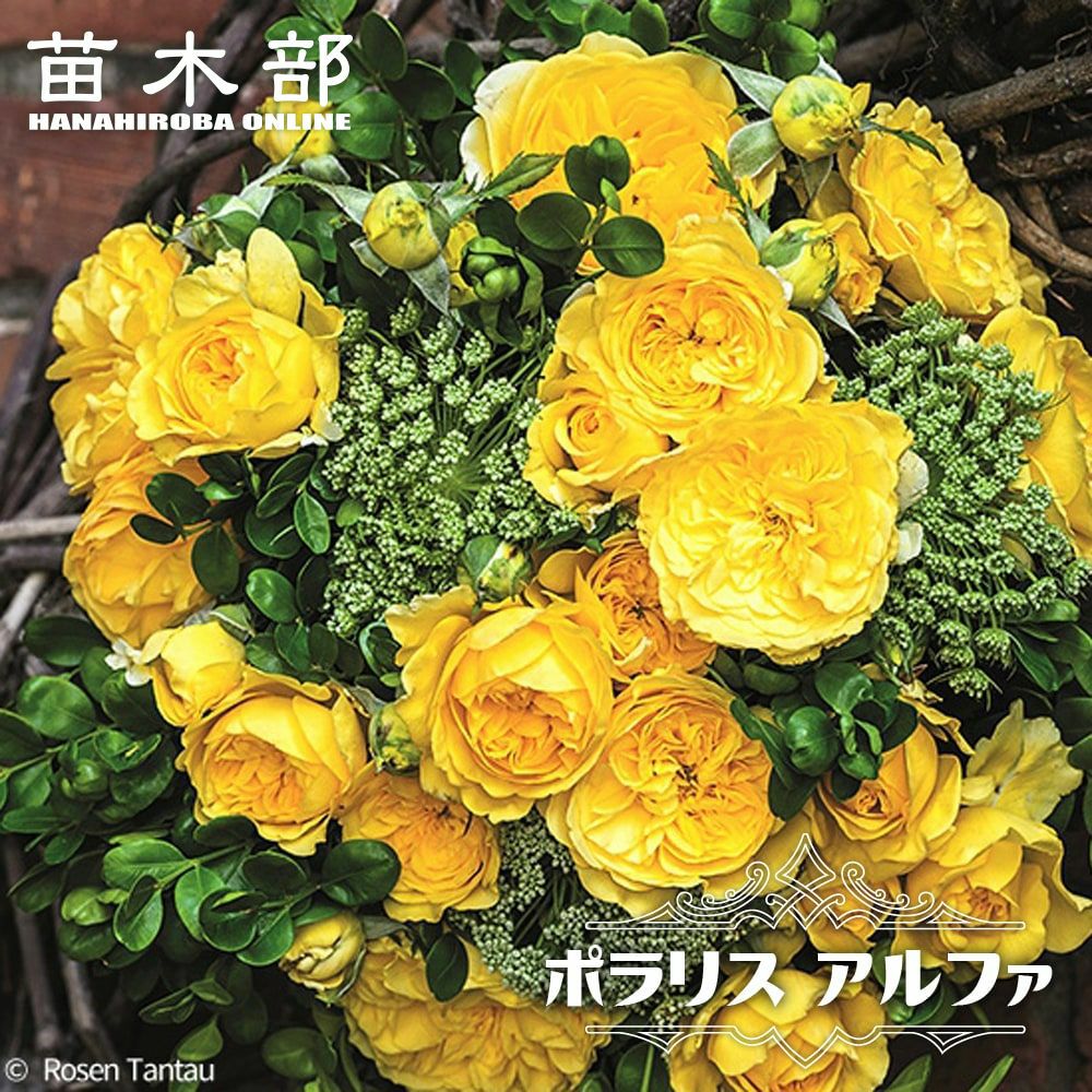 バラ レヨンドゥソレイユ Fl フロリバンダ 苗 販売 苗木部 By 花ひろばオンライン