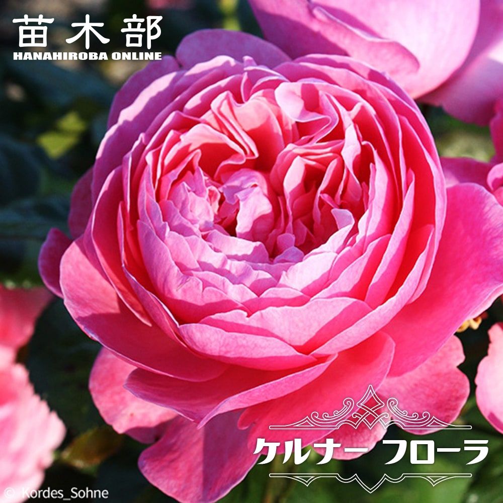 花色で選ぶつる性バラ ピンク系つるバラのバラ苗通販 苗木部 By 花ひろばオンライン