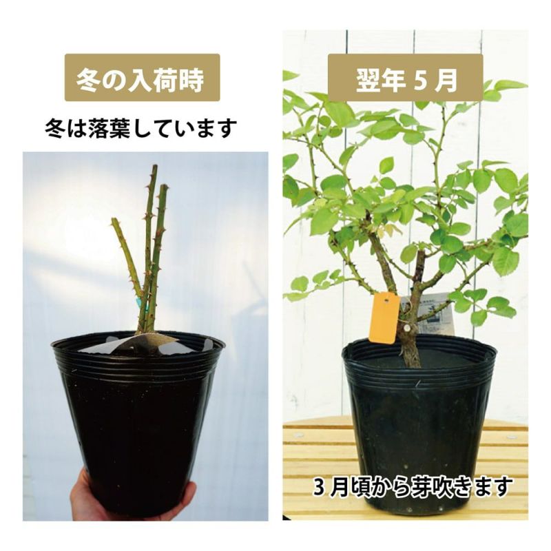 バラ苗 バルバパパ イヴ系 接木新苗 強香 ５号鉢 薔薇 苗 - 植物/観葉植物