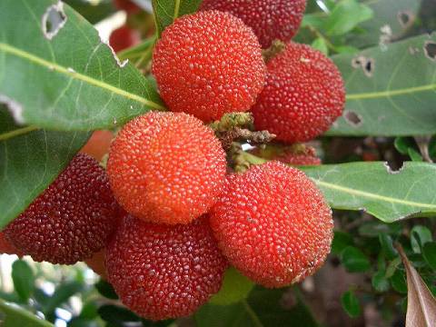 ヤマモモ メス 十六桃 苗 販売 苗木部 By 花ひろばオンライン