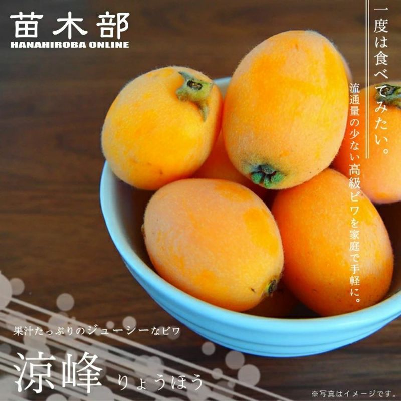 涼峰 ビワ 苗 販売 苗木部 By 花ひろばオンライン 涼峰 ビワ 苗 販売 苗木部 By 花ひろばオンライン