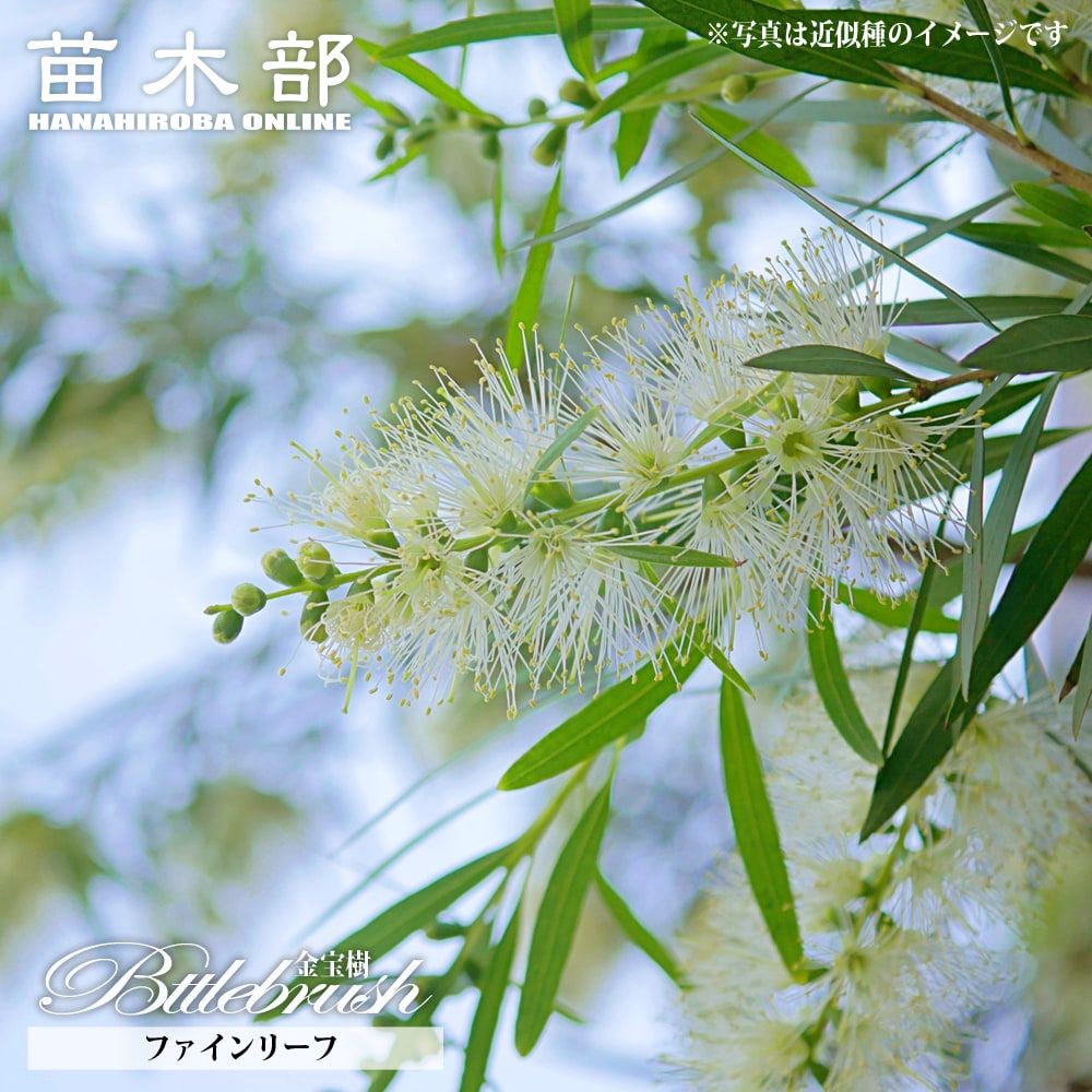 金宝樹 キンポウジュ ブラシノキ ファインリーフ 5号ポット苗 シンボルツリー 庭木 常緑樹 苗木部 本店 By 花ひろばオンライン
