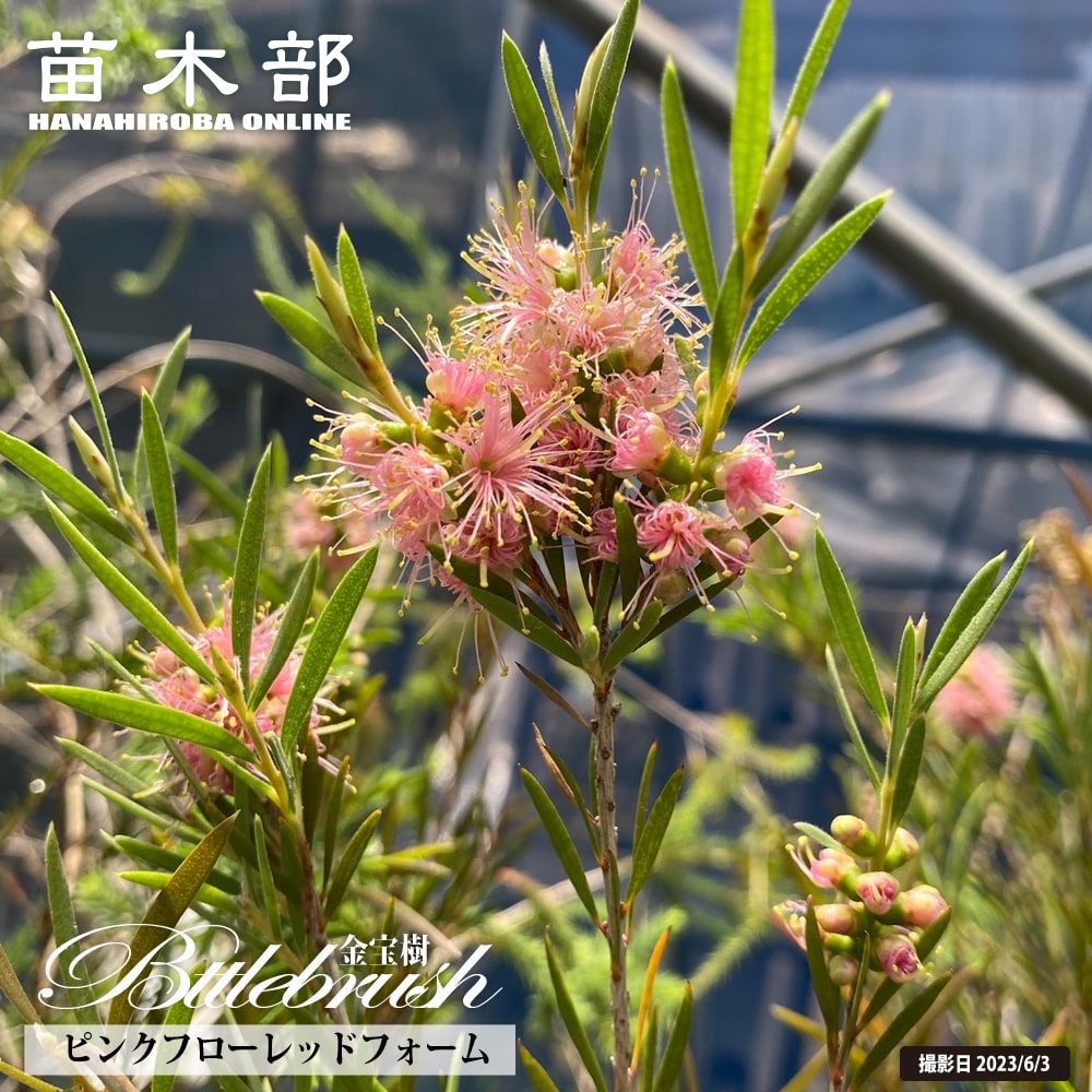 キンンポウジュ クリアビューホワイト 苗 販売 苗木部 By 花ひろばオンライン