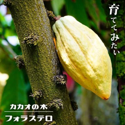 熱帯果樹 チェリモヤ Annona cherimola ’ビックシスター’ 1年生接ぎ木苗