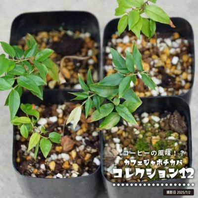 モリンガ  中苗 楽天市場】モリンガ 苗の通販