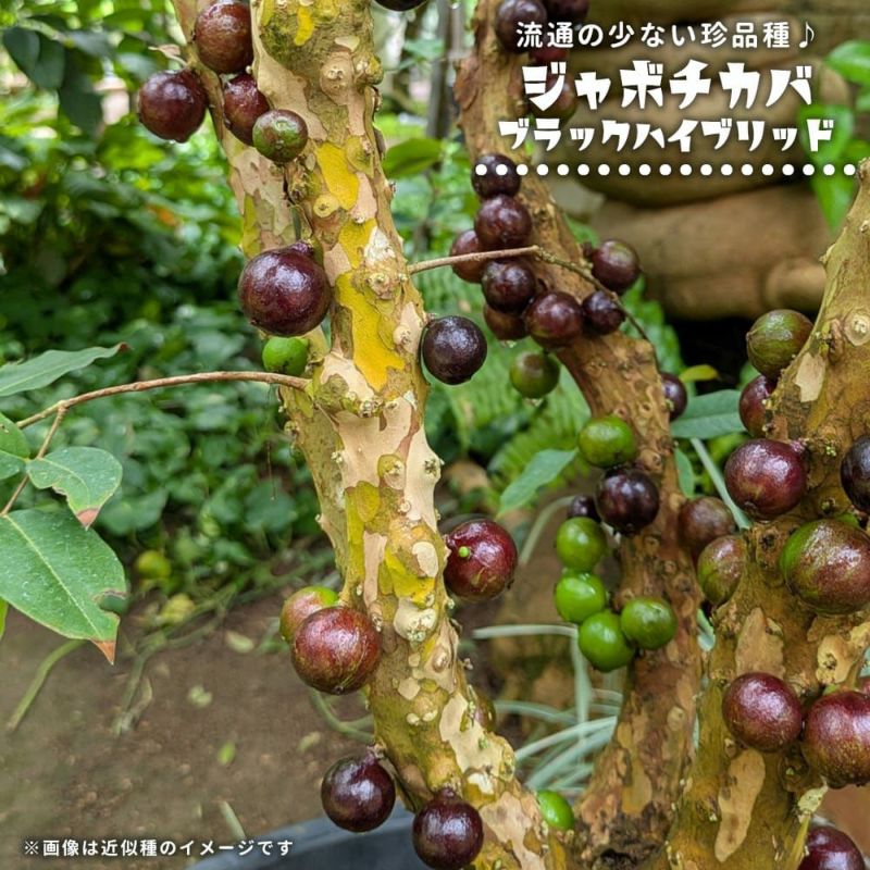 イエロージャボチカバの苗 イエロージャボチカバ(Myrciaria glazioviana)の栽培記録。毛で