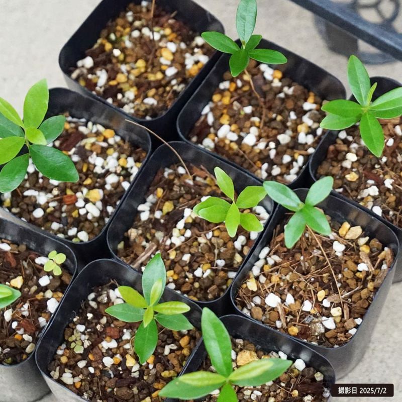 セレージャ オレンジ 苗 販売 苗木部 By 花ひろばオンライン