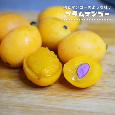 楽天市場】ヤシの木 【サバルヤシ】 ポット苗 : 苗木部 by 花