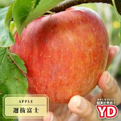 野菜 アスパラガス 大株苗 植え付け時期11月下旬まで 予約販売10月下旬頃入荷予定 苗木部 本店 By 花ひろばオンライン