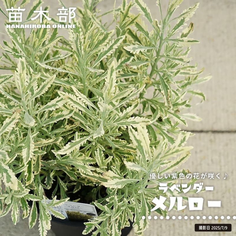 斑入りラベンダー メルロー 9cmロングポット+オマケ b2c5affd7b3152002976eddf1da7e8