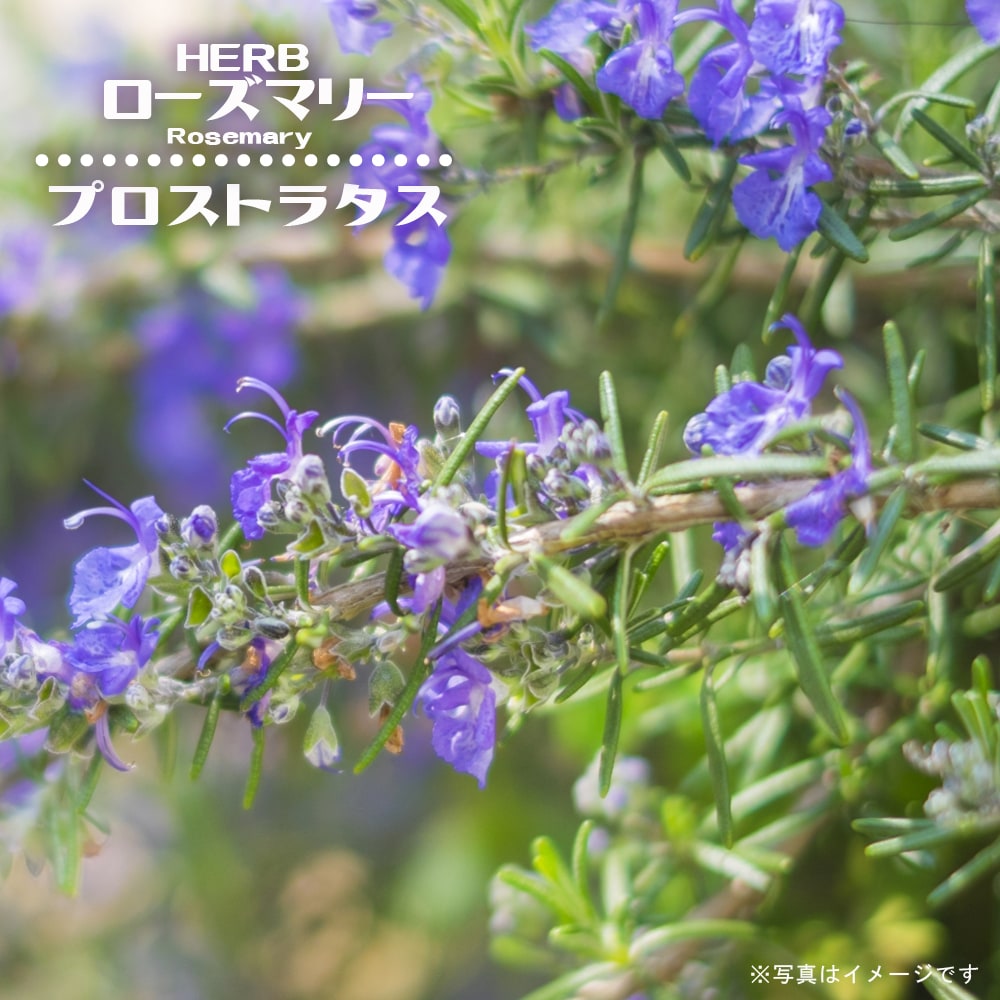 ローズマリー プロストラタス 苗 通販 苗木部 By 花ひろばオンライン