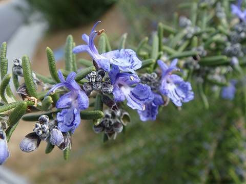 ラベンダー ローズマリー ラベンダーとローズマリー 切りまくり （´-`）.｡oO : 花好きおばあさん