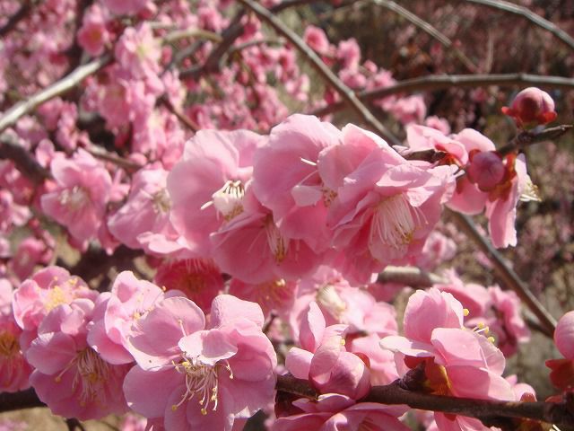 ウメ 花梅 枝垂れ梅 ピンク 八重咲き 苗 通販 苗木部 By 花 ウメ 花梅 枝垂れ梅 ピンク 八重咲き 苗 通販 苗木部 By 花