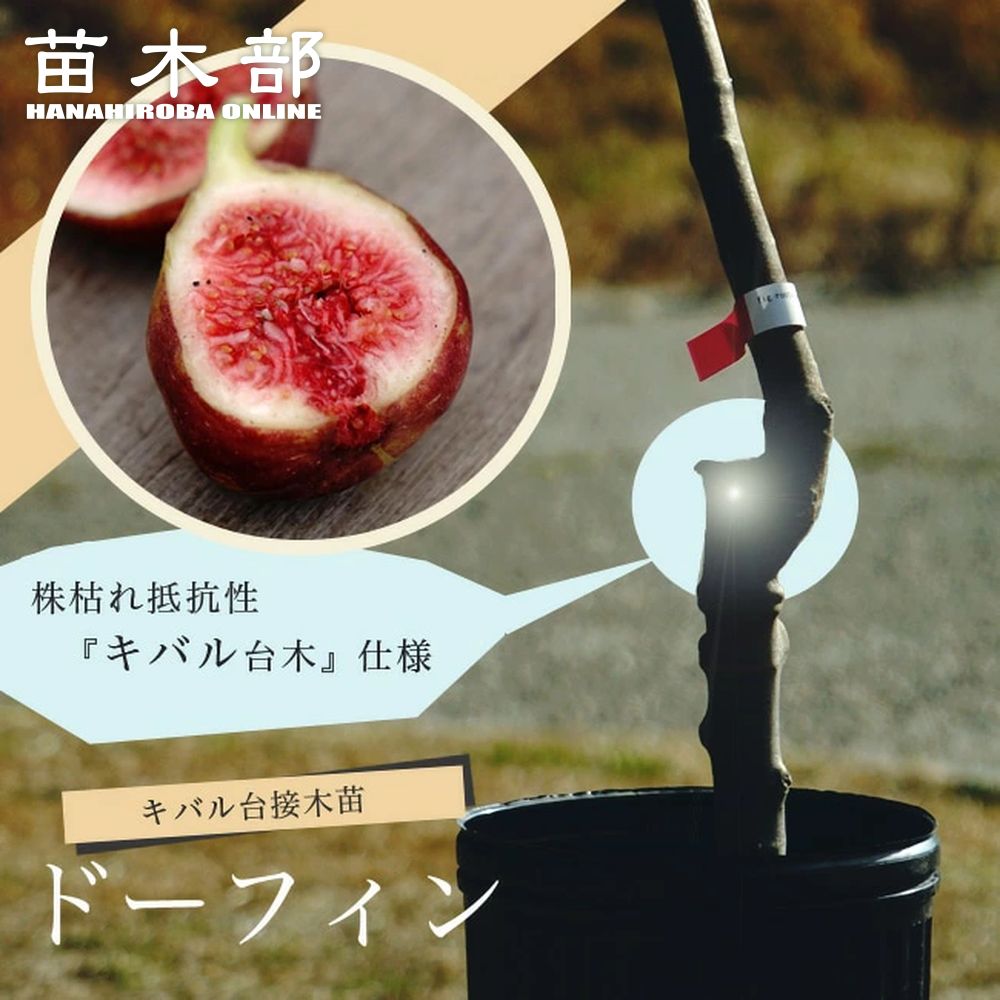 イチジク 初心者におすすめ 果樹苗専門店の通販 苗木部 By 花ひろばオンライン本店