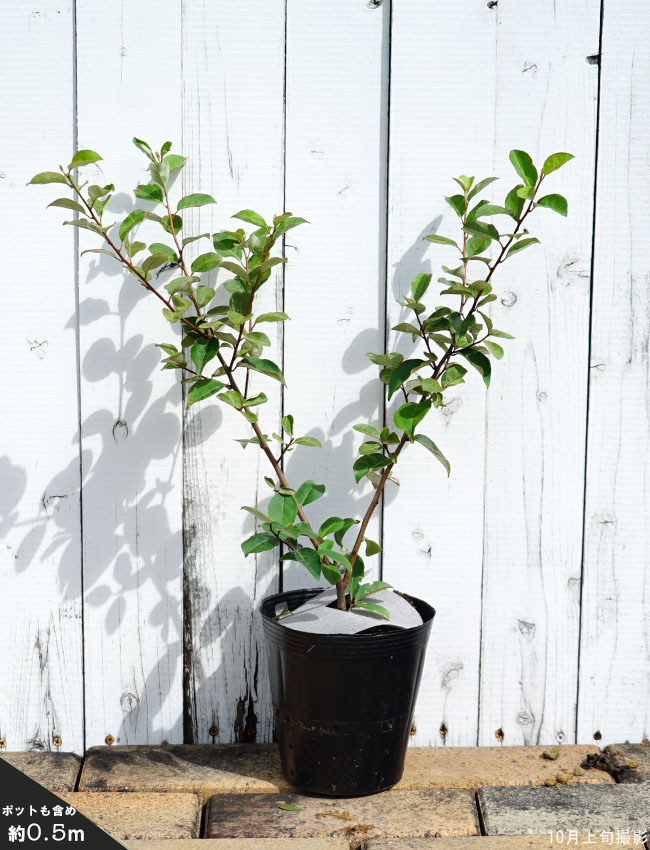 ナツグミの苗木（挿し木苗） 果樹園「花育通販」グミ苗木 夏グミ（ナツグミ）を販売