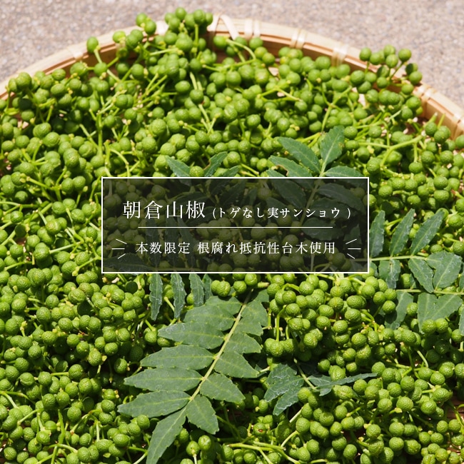 サンショウ 朝倉山椒 青芽系 苗 植え方 苗木部 By 花ひろばオンライン