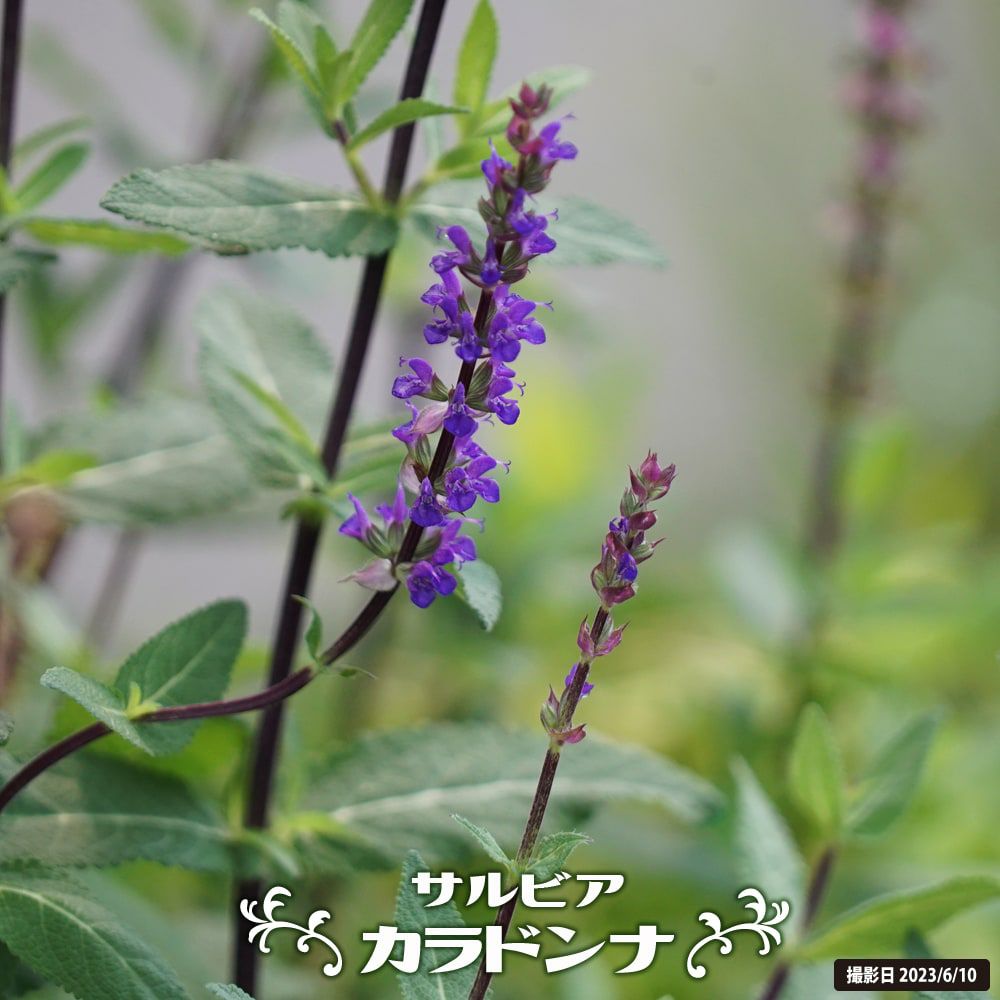 ベロニカ ロンギフォリア ブルーシェーズ 苗 販売 苗木部 By 花ひろばオンライン ベロニカ ロンギフォリア ブルーシェーズ 苗 販売 苗木部 By 花ひろばオンライン