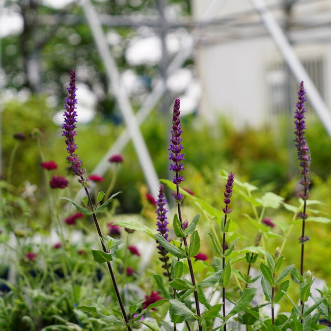 苗 苗木部 By 花ひろばオンライン