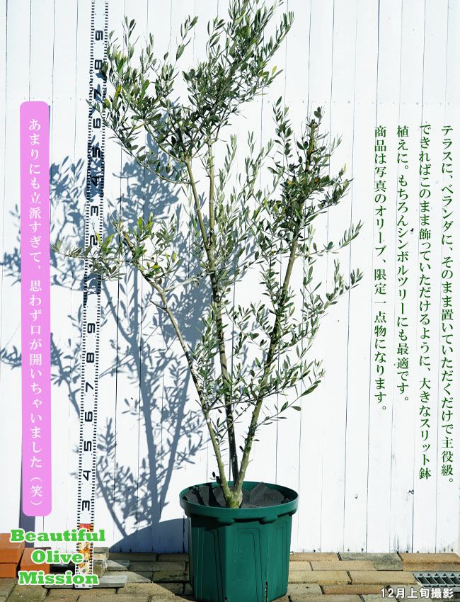 大阪高裁2 オリーブの木 ミッション 植木、庭木