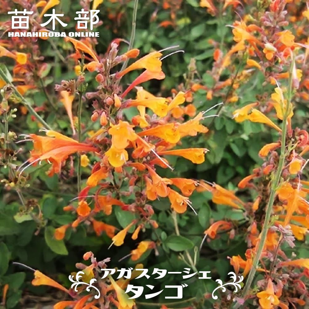 デルフィニウム オーロラ モーブ 苗 販売 苗木部 By 花ひろばオンライン