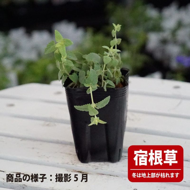 アガスターシェ オーランティアカ タンゴ 苗 販売 苗木部 By 花ひろば