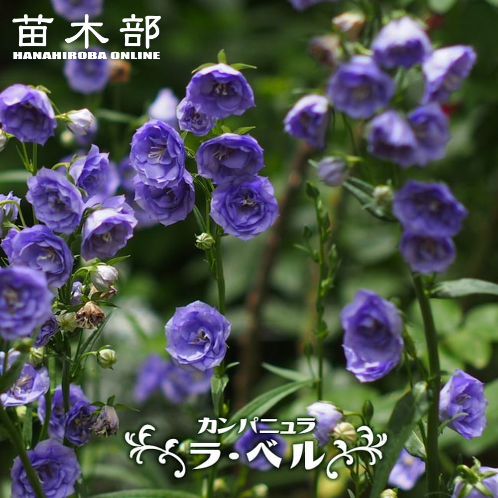 カンパニュラ 苗木部 本店 By 花ひろばオンライン