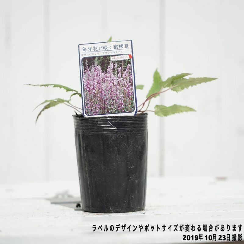 カンパニュラ ラプンクロイデス 苗 販売 苗木部 By 花ひろばオンライン カンパニュラ ラプンクロイデス 苗 販売 苗木部 By 花ひろばオンライン