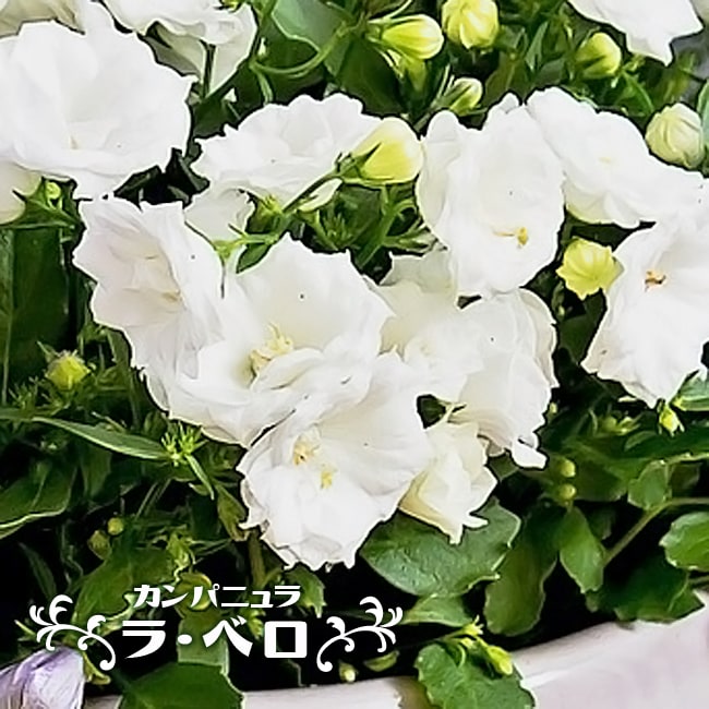 カンパニュラ 苗木部 本店 By 花ひろばオンライン