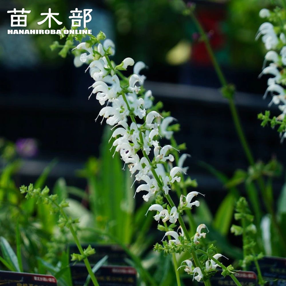 ゲウム マイタイ 宿根草 多年草 苗の販売 苗木部 By 花ひろばオンライン