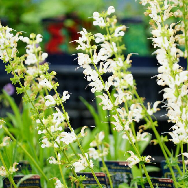 000000035809-02-l.jpg?t=