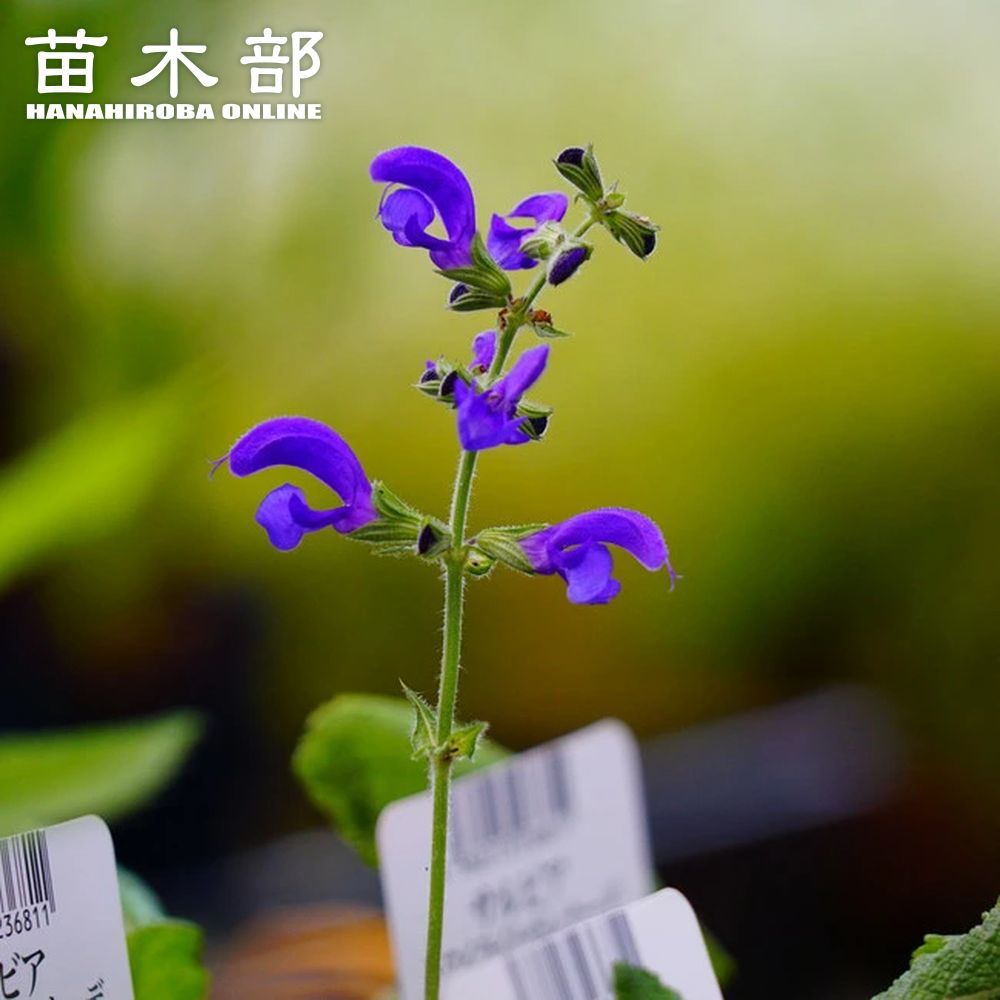 宿根ロベリア 苗 販売 苗木部 By 花ひろばオンライン